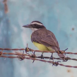 Sigma Zoom 70mm f/4-5.6 Camera Lens