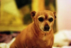 SMC Pentax-A 35mm f/3.5 Camera Lens