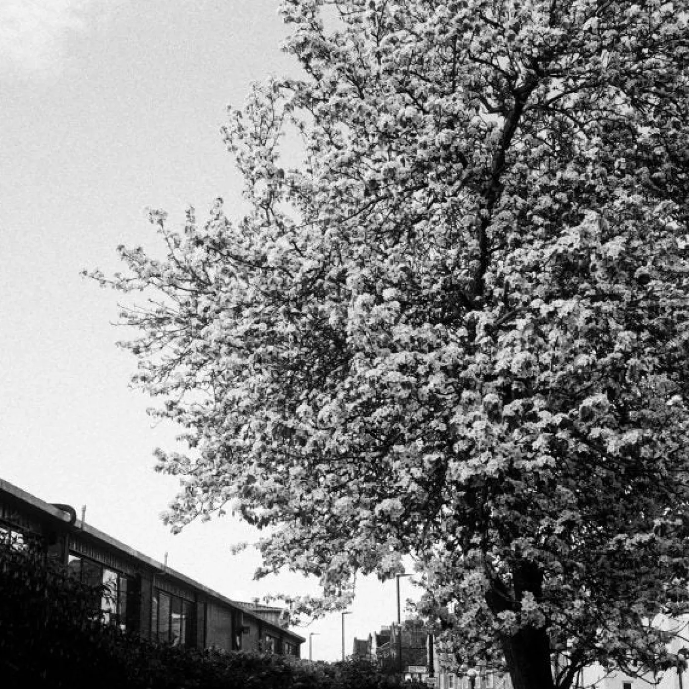 Street Candy MTN 100 - Black & White 35mm Film