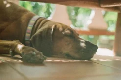 Super Travenar 28mm f/2.8 Camera Lens