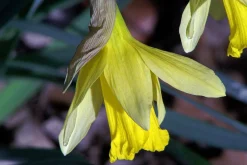 Super-Paragon Auto Zoom 35mm f/3.5 Camera Lens