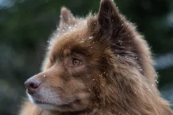 Takumar SMC 55mm f/1.8 Prime Camera Lens