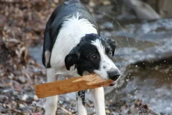 Tamron Zoom 38mm f/3.5 Camera Lens