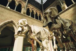 Tamron Zoom 38mm f/3.5 Camera Lens