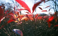 Tokina 28mm f/3.5 Camera Lens