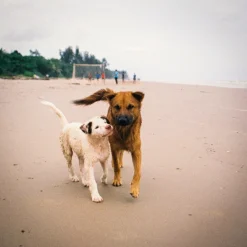 Vivitar 28mm Wide Angle f/2.8 Camera Lens