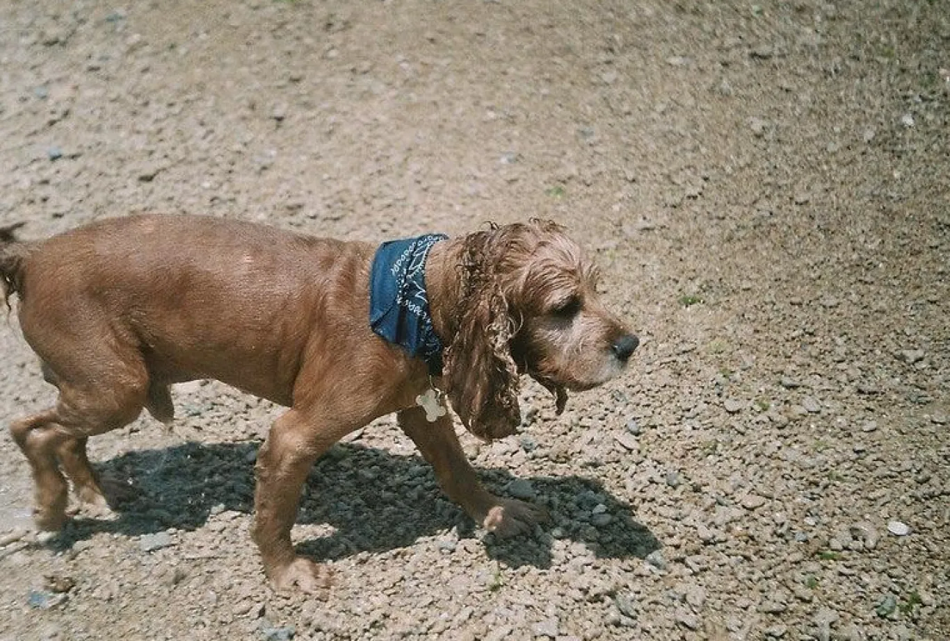 Zenit 11 Black Vintage Metal 35mm SLR Film Camera with Prime Lens
