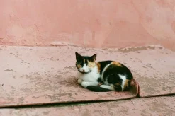 Zenit E Vintage Metal 35mm SLR Film Camera